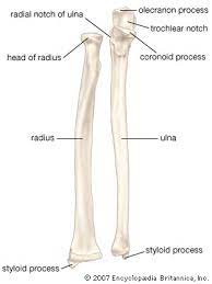 Human bones skeleton silhouette collection set vector. Forearm Anatomy Britannica