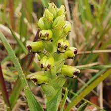 Image result for Corycium