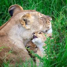 It is one of six surviving tiger subspecies. Big Cat Course Diploma Online