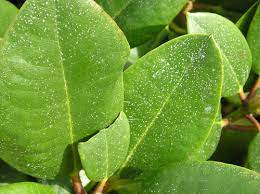 What are the white dots on plants and should i be concerned? Tiny White Specks On Rhododendron