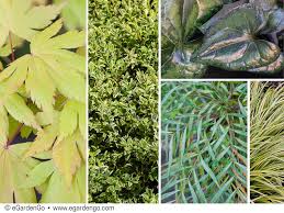 Image result for Buxus acutata