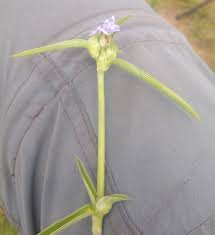 Image result for Cyanotis longifolia