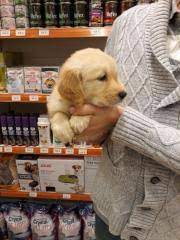 golden retriever adana fiyatlari ikinci el sifir kiralik ilanlar