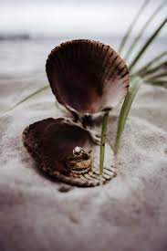 Great dane puppies jacksonville florida. Great Dane Puppies Jacksonville Florida Bmo Show