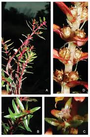 Image result for Rotala capensis