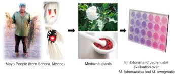 Image result for Eriosema affine