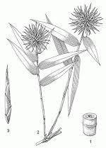 Image result for Oxytenanthera abyssinica