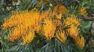 Image result for Grevillea robusta