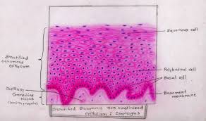 Maybe you would like to learn more about one of these? Histology Image Membranous Epithelium