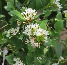 Image result for Carissa bispinosa