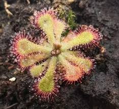 Image result for Drosera dielsiana