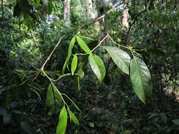 Image result for Putranjivaceae