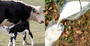 Do Cows Need To Be Milked Here Are The Facts Peta2