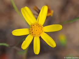 Image result for Senecio milanjianus