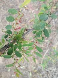 Image result for Phyllanthus pentandrus