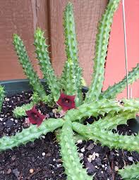 Image result for Huernia