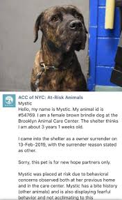 Precious Innocent Mystic Listed To Die 2 28 19 At The High Kill Center Nyc Acc Ij2 Animals Pet Care Dogs