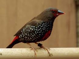 Brown Bird With Black And White Wings Painted Firetail Emblema Pictum The Painted Firetail Is A Beautiful Finch It Is Brown Above And Underside Is Black With Finches Bird Bird Beautiful Birds