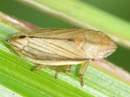 Image result for Nesaea linearis