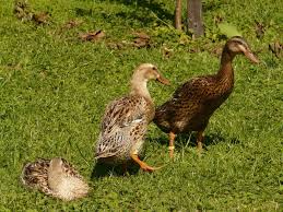 Maybe you would like to learn more about one of these? Runner Ducks Against Slugs Snails Think Twice What Do They Need