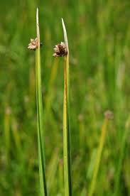 Image result for Schoenoplectus scirpoides