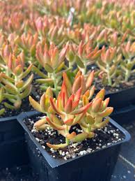 Image result for Sedum ruwenzoriense