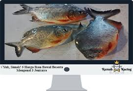 Bawal putih merupakan jenis ikan paling mahal di antara deretan bawal lainnya. Yuk Simak 5 Harga Ikan Bawal Beserta Mengenal 3 Jenisnya