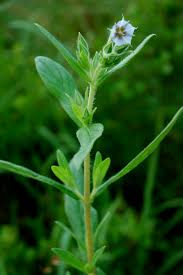 Image result for Trichodesma zeylanicum