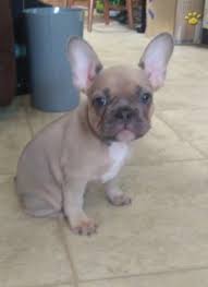Maybe you would like to learn more about one of these? Hilda The Hippo French Bulldog Puppy For Sale In Ephrata Pa Happy Valentines Day Happyvalentinesday2016i
