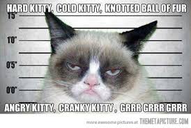 Image result for angry cat