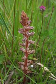 Image result for Orobanche minor
