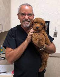 High energy, playful australian labradoodles are affectionate. Legendary Labradoodles Australian Labradoodles For Sale In Texas