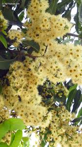Image result for Eucalyptus torelliana