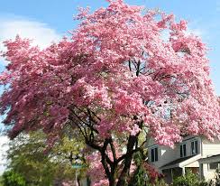What are good companion plants for this dogwood? Pink Dogwood Tree Fertilizer Cromalinsupport
