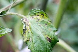 Image result for tomato seedling early blight