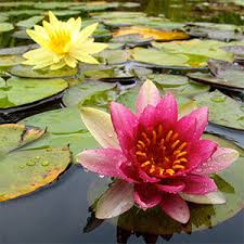 Obituary information for Dorothy McAtee