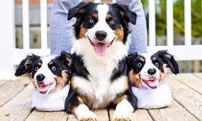 Lil Tuck The Aussie Website Custom Stuffed Animal Cat Cuddle Pets