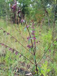 Image result for Tinnea zambesiaca