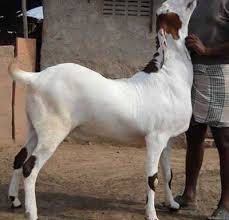 Similar to beef in texture and taste,. Sojat Goat High Quality Farm Kids Sale Nutri Feed Kerala Facebook