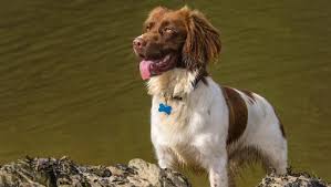 Image result for velššpringršpaněl