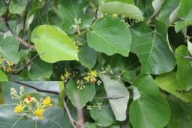 Image result for Grewia praecox