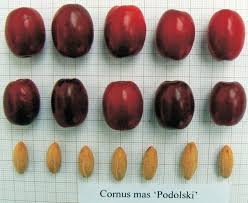 Cornus Mas Podolski Obst Und Gemuse Baumschule Kornelkirsche