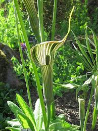 Image result for Arisaema
