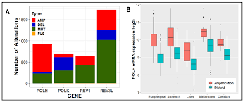 Ijms Free Full Text Detours To Replication Functions Of Specialized Dna Polymerases During Oncogene Induced Replication Stress Html