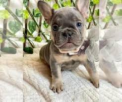 If you are looking to adopt or however, free frenchy dogs and puppies are a rarity as rescues usually charge a small adoption fee blue/blue brindle males, blue/blue brindle females, and blue reverse brindle female for $3500. View Ad French Bulldog Litter Of Puppies For Sale Near California Sacramento Usa Adn 220147