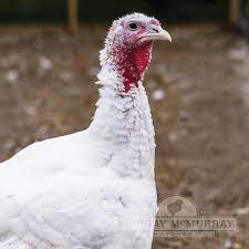 Both female and male turkeys have tails that are 12 to 15 inches long, but only male turkeys fan their tails. Murray Mcmurray Hatchery White Holland Turkeys