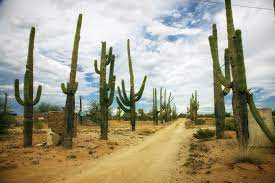 Deserts are dry, arid areas that receive very little rain. Cactus Survival