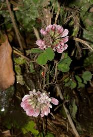 Image result for Trifolium semipilosum