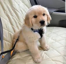Find golden retriever in dogs & puppies for rehoming | find dogs and puppies locally for sale or adoption in ontario : Adorable Golden Retrievers For Sale Home Facebook