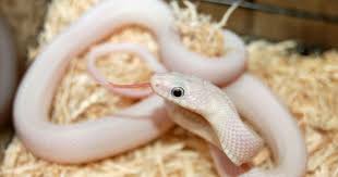 Black And White Checkered Snake Texas Leucy Texas Rat Snake Rat Snake Snake Amphibians